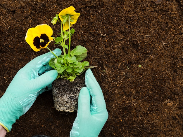 Top view hands manipulating plant