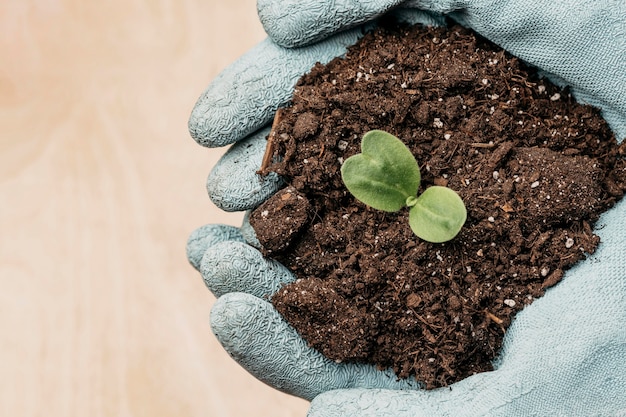 Free photo top view of hands with gloves holding soil and plant with copy space