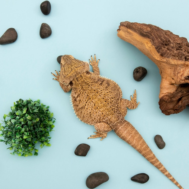 Free Photo top view of iguana with vegetation