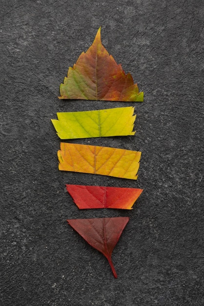 Free Photo top view of lead made of different colored leaves