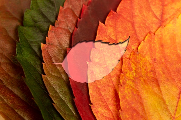 Free Photo top view leaf shape fall season