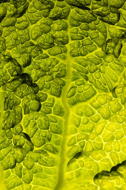 Top view of leaf texture