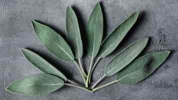 Free photo top view leaves arrangement on counter