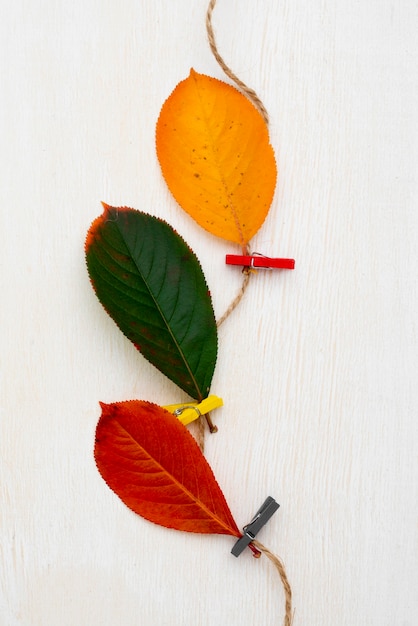 Free photo top view of leaves tied with string