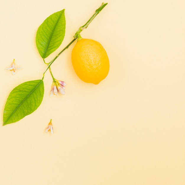 Free photo top view lemon on a branch