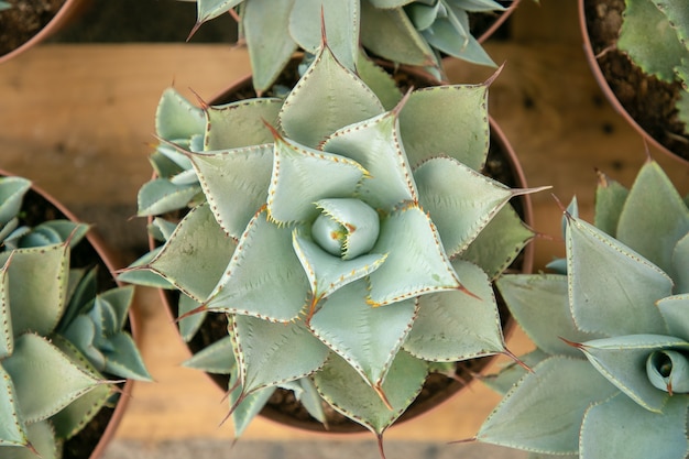 Free Photo top view of light green succulents in pots standing on wooden surface