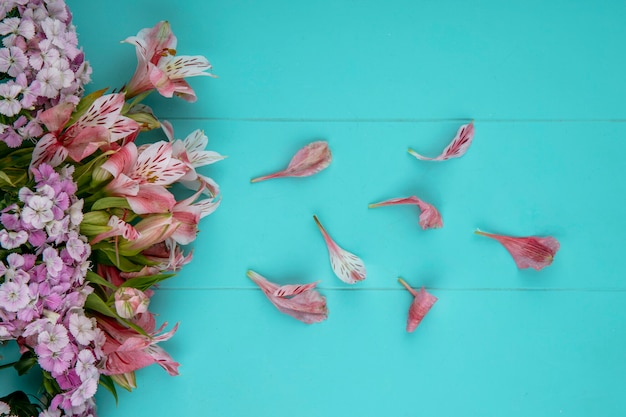 Free photo top view of light pink flowers with petals on a light blue surface