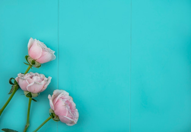 Free photo top view of light pink roses on a light blue surface