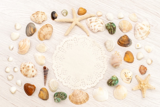 Free photo top view little sea shells different formed and colored on the white background sea ocean sea water shell