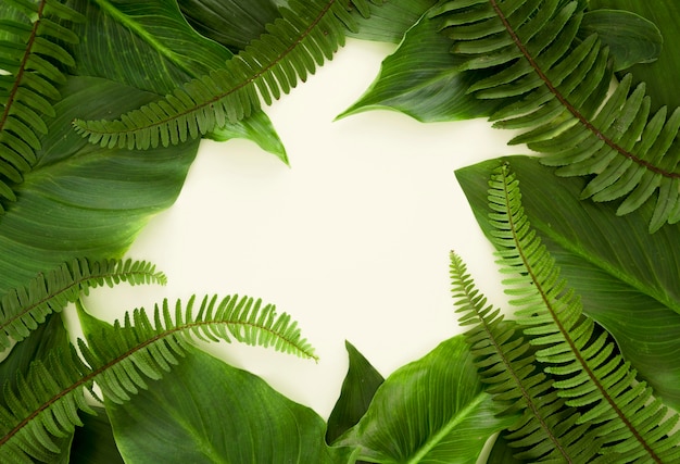 Top view of lots of leaves and ferns with copy space