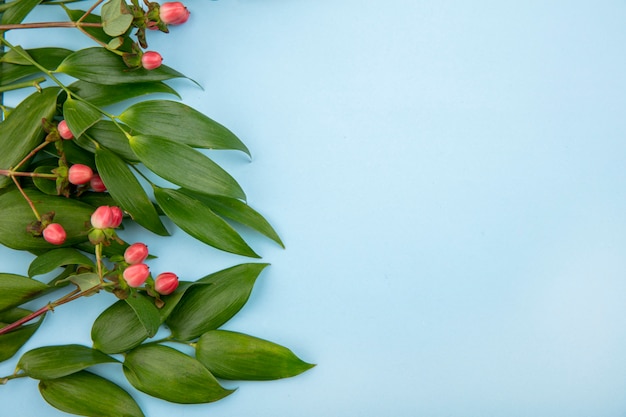 Free photo top view of lovely hypericum berries with leaves on blue surface