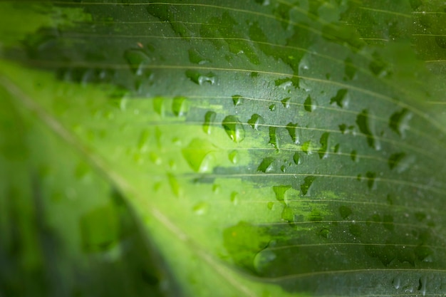 Free photo top view of macro water drops on leaf