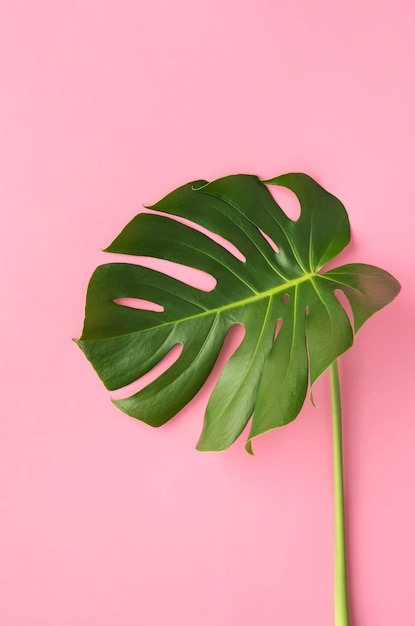 Top view minimal tropical plant composition