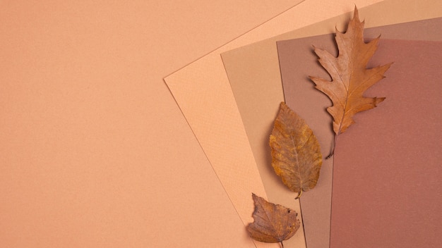 Top view of monochromatic colors and leaves