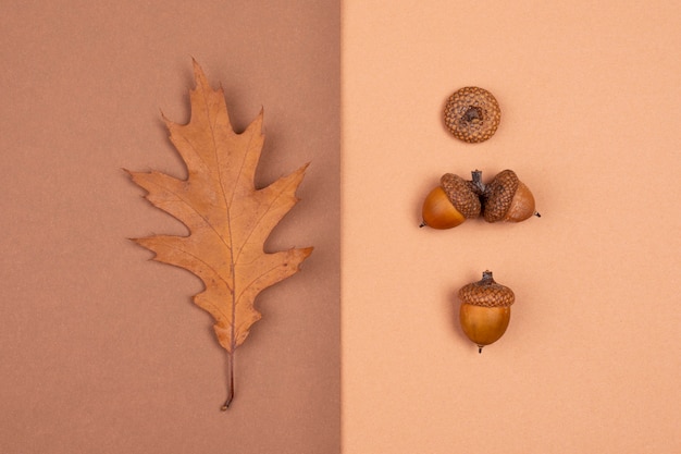 Top view of monochromatic leaf and acorns