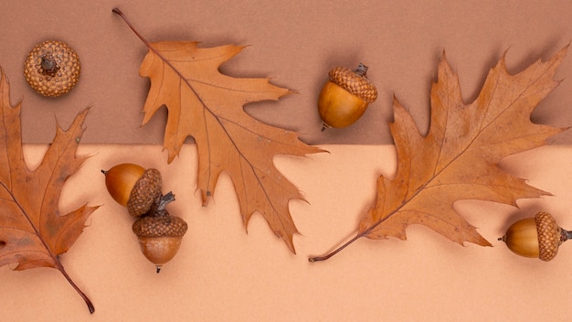 Free photo top view of monochromatic leaves and acorns