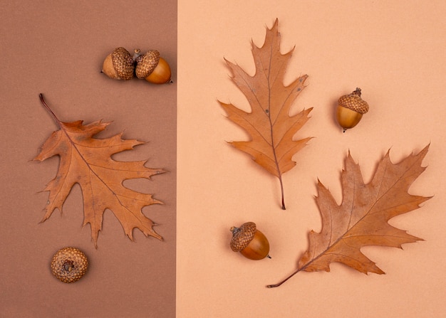 Free photo top view of monochromatic leaves and acorns