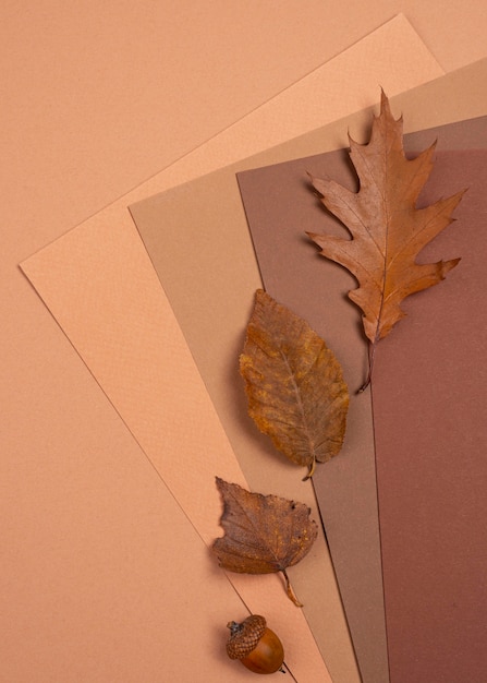 Top view of monochromatic leaves and colors