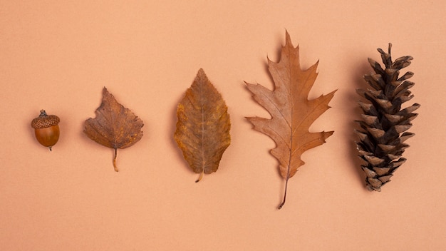 Top view of monochromatic leaves and cones