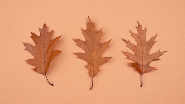 Free photo top view of monochromatic leaves