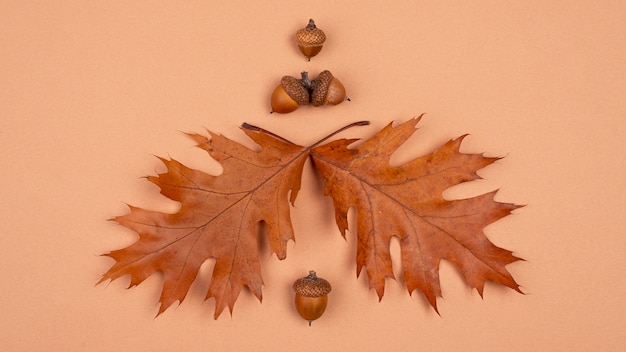 Free photo top view of monochromatic leaves