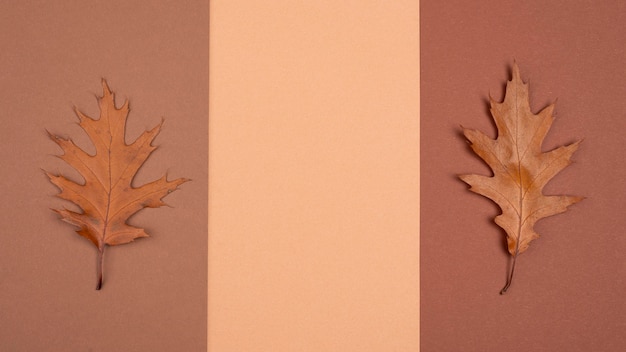 Top view of monochromatic selection of leaves with copy space