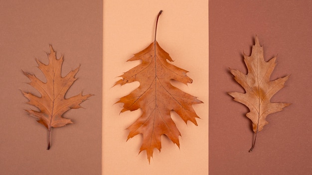 Free photo top view of monochromatic selection of leaves