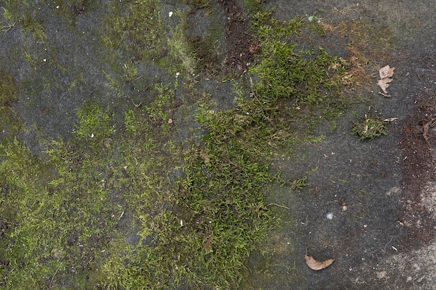 Top view moss on the ground