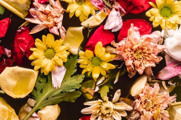 Top view multi colored flowers in water