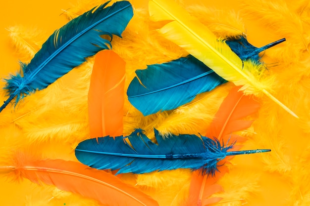 Free Photo top view of multicolored feathers for carnival