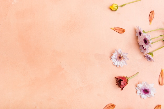 Top view of multicolored spring daisies with copy space