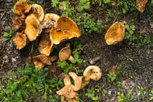 Free photo top view mushrooms in the forest