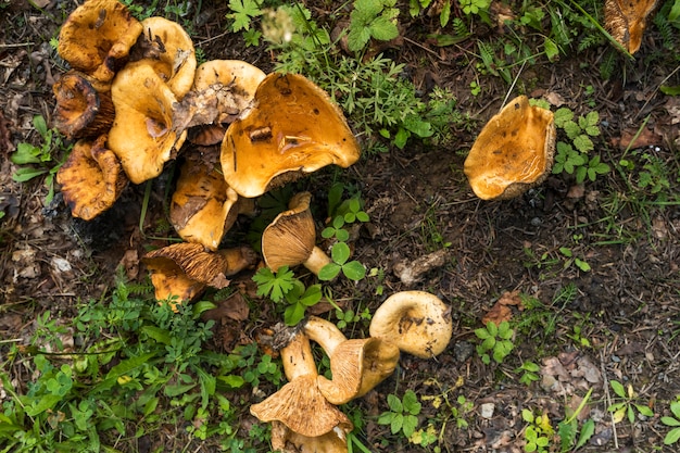 Top view mushrooms in the forest