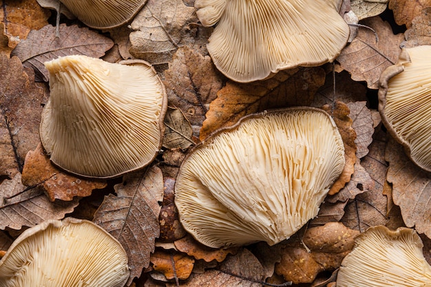 Top view organic mushrooms