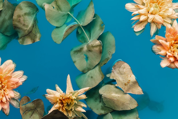 Free Photo top view pale chrysanthemums in blue colored water