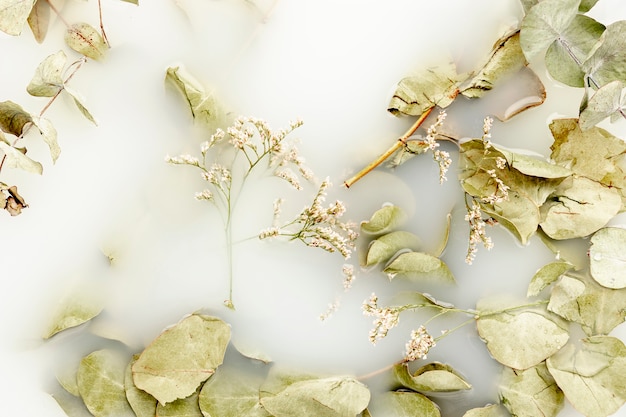 Free Photo top view pale leaves in white water