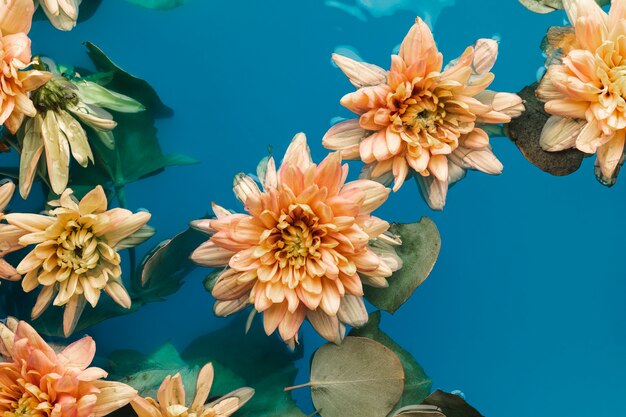 Top view pale orange chrysanthemums in blue water