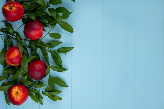 Free Photo top view of peaches with leaf branches on a light blue surface