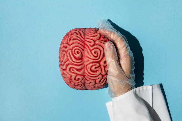 Free Photo top view person holding a brain