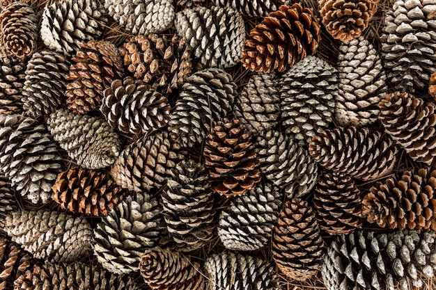 Free photo top view of pine cones