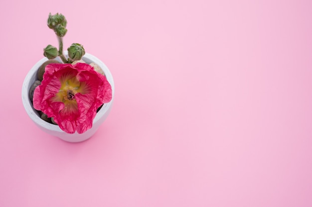 Top view of a pink carnation flower in a small flower pot, placed on a pink surface