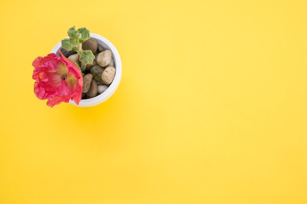 Top view of a pink carnation flower in a small flower pot, placed on a yellow surface