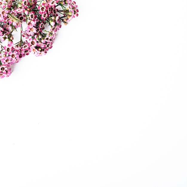 Top view of pink flowers