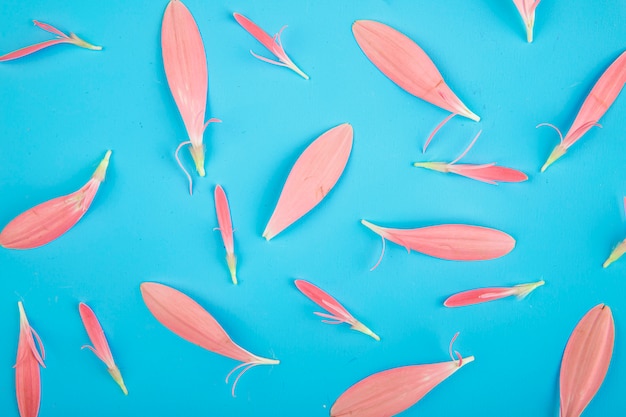 Free Photo top view of pink gerbera flower petals scattered on blue background