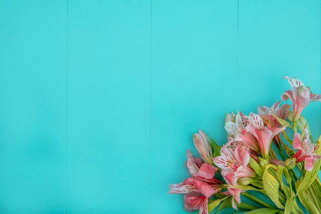 Free photo top view of pink lilies on a blue surface