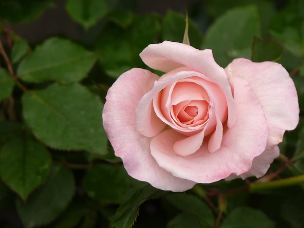 Free photo top view of pink rose on a background of its leaves