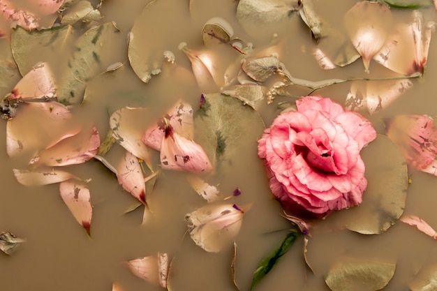 Free Photo top view pink rose in brown colored water