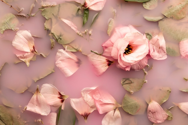 Free photo top view pink roses in pink water