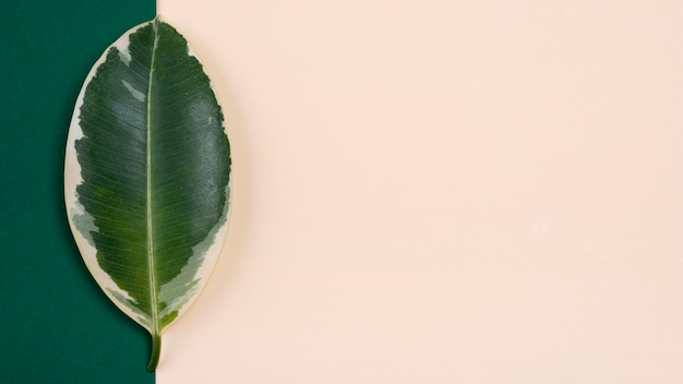 Top view plant leaf with copy space