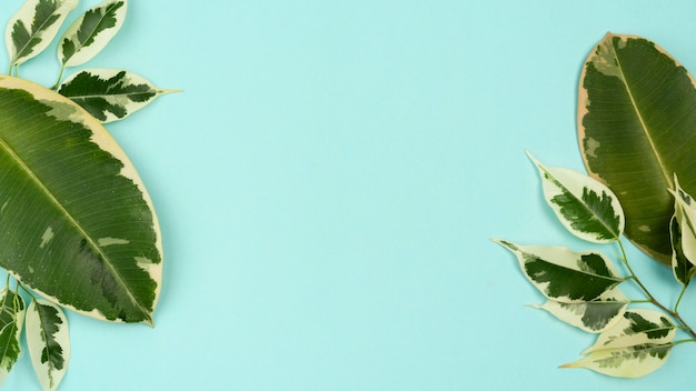 Top view of plant leaves with copy space